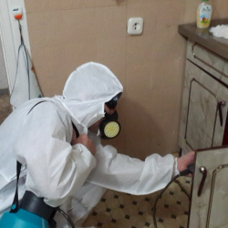 Дезинфекция от муравьев в квартире в Октябрьском